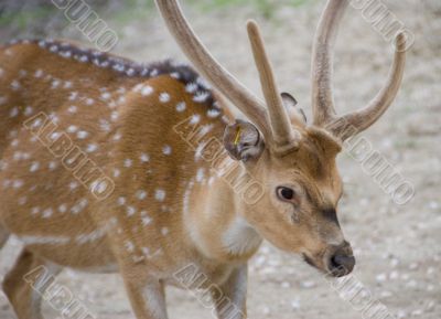 Axis deer