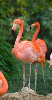 Pink flamingo