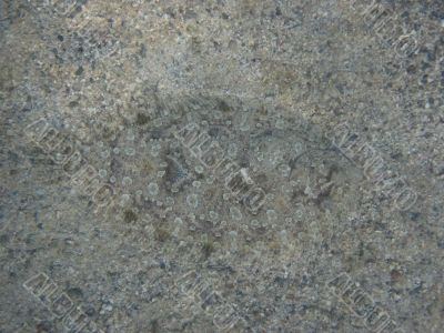 fish with camouflage
