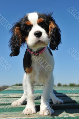 puppy cavalier king charles