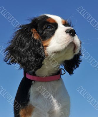 puppy cavalier king charles