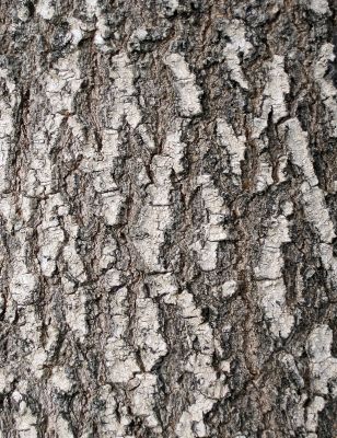 larch bark texture