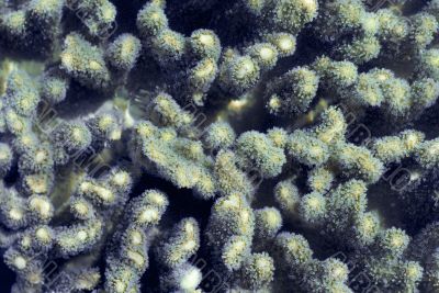 finger coral polyps finger coral polyps