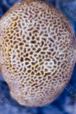 stony coral