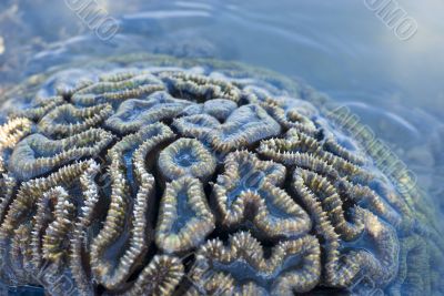 Brain coral