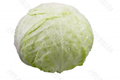 cabbage