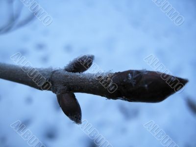 Frozen nipple on the branch in winter forest