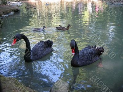 Couple of black swans and grey ducks in the lake Couple of black swans and grey ducks in the lake