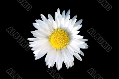 Camomile flower