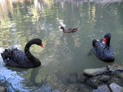 Couple of black swans and grey duck in the lake