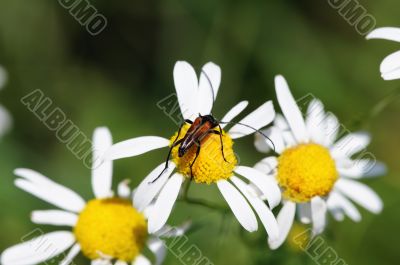 beetle on camomile