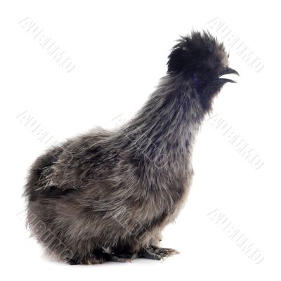 young Silkie