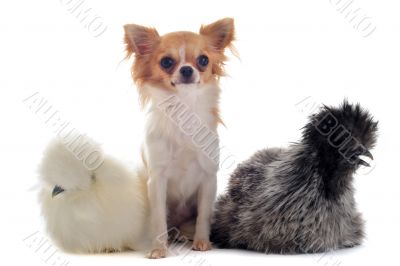 young Silkies and chihuahua