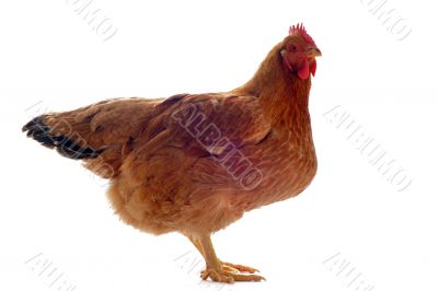 brown hen