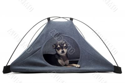 puppy chihuahua in tent puppy chihuahua in tent