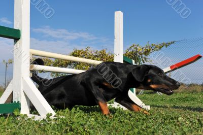 puppy beauceron in agility