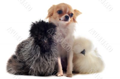 young Silkies and chihuahua