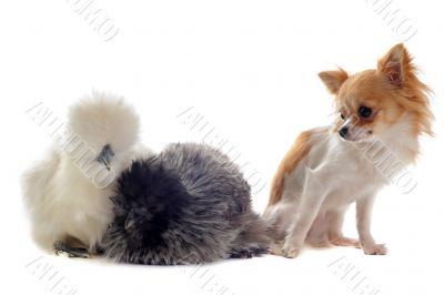 young Silkies and chihuahua