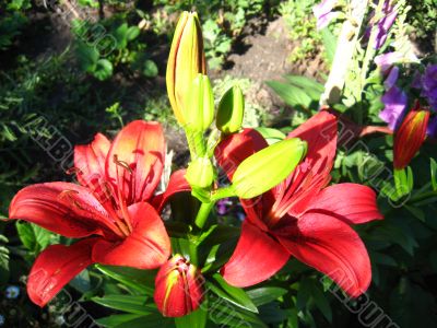 beautiful red lilies