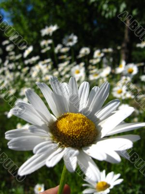a beautiful flower of chamomile