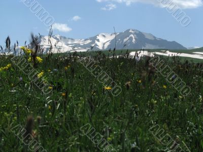 the Alpine meadows