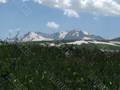 the Alpine meadows