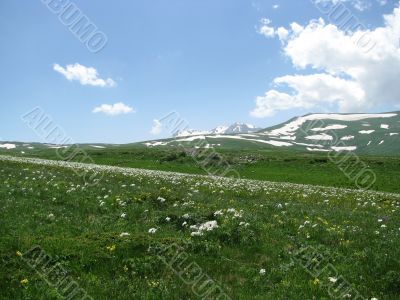 the Alpine meadows