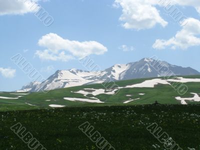 the Alpine meadows