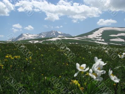 the Alpine meadows