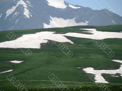 the Alpine meadows