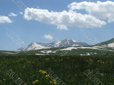 the Alpine meadows