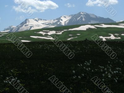 the Alpine meadows