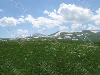 the Alpine meadows