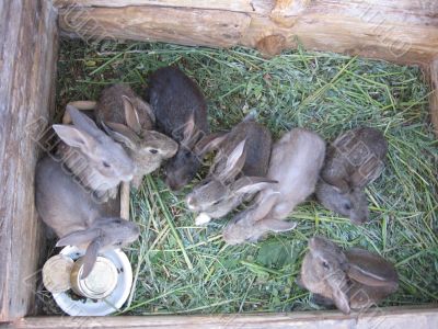 brood of the rabbits