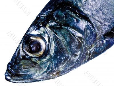 decorative fish head