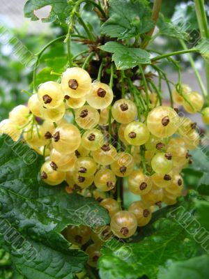 Berries of a white currant