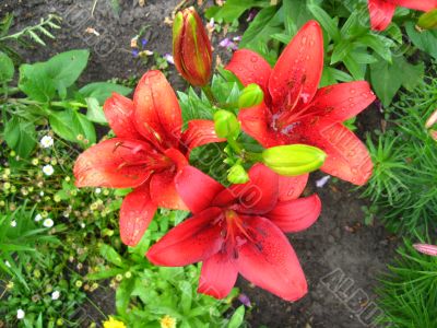 beautiful redheaded lilies