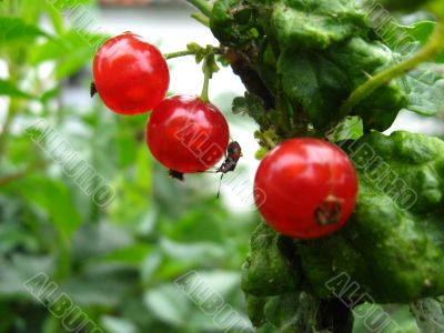 The small bug on a berry 