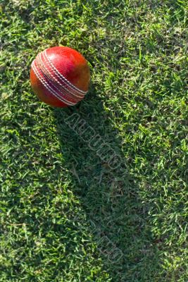 Cricket Ball On Grass