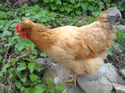 Hen