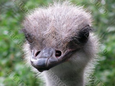 Ostrich