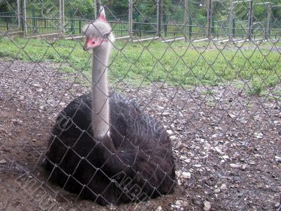 Ostrich