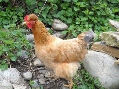 Hen