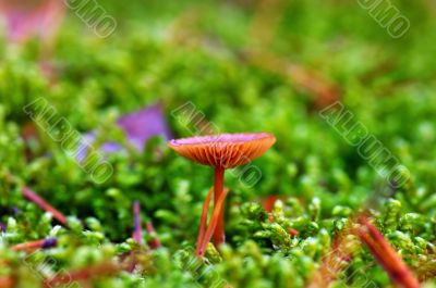 mushroom growing in the forest 