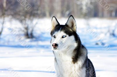 close-up portrait of  Chukchi husky breed dog on winter backgrou