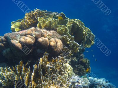 beautiful coral