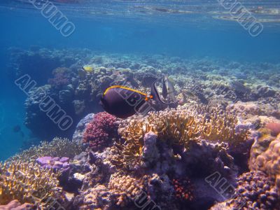 coral in the red sea coral in the red sea