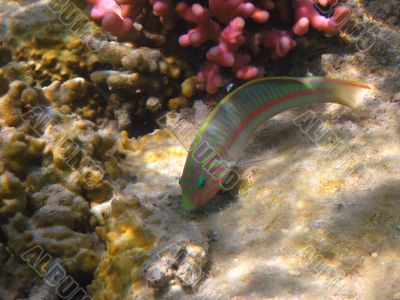 colorful fish colorful fish