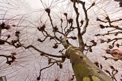 The tree with many arms