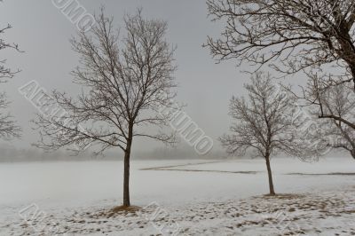 Trees on a foggy day 
